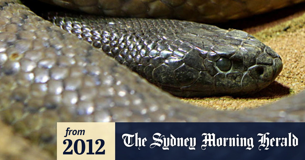 Video Inland taipan bites boy